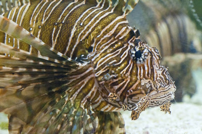 Lionfish