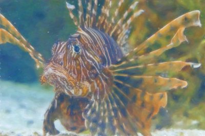 Portrait Of A Lionfish