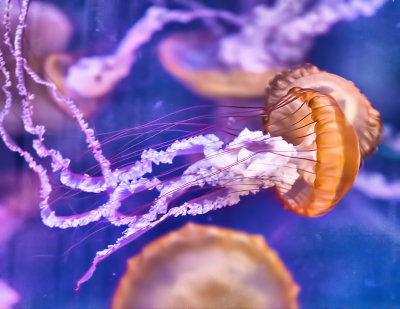 Moon Jelly
