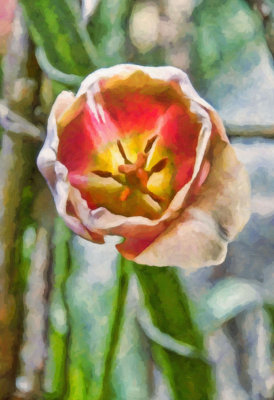 Artistic Tulip