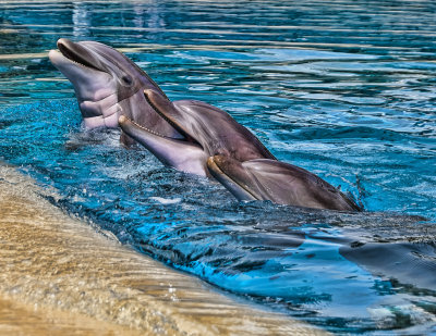 Dolphin Trio