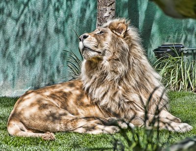 King Of The Beasts
