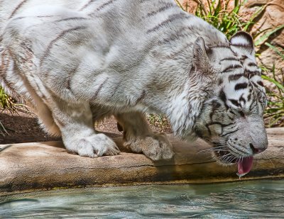 Thirsty White Tiger
