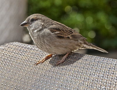 Little Sparrow