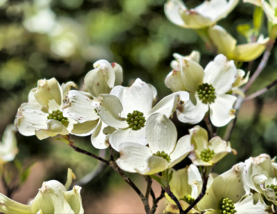 Dogwood Blooms
