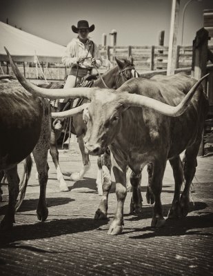 Cattle Drive