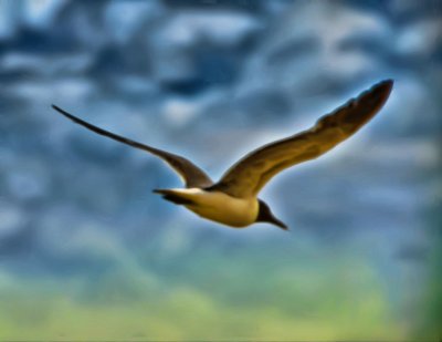 Flying In The Wild Blue Yonder (Bristle Brush)