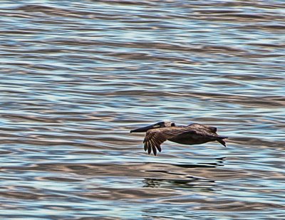 Skimming The Surface For Breakfast