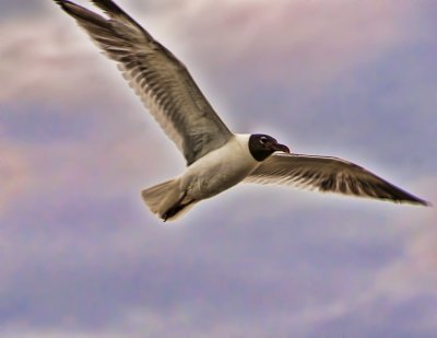 Seagull Above