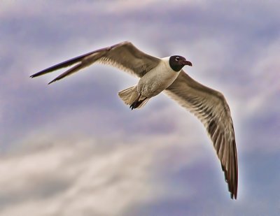 Segull In The Sky