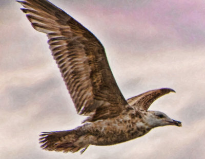 A Gull Of Another Color 1