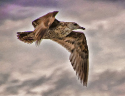 A Gull Of Another Color 1