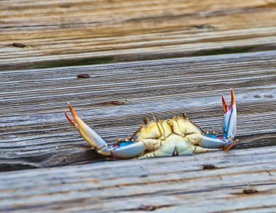 Stuck Crab