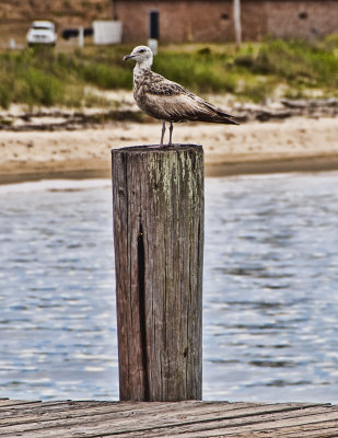 Perched 1