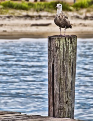 Perched 2