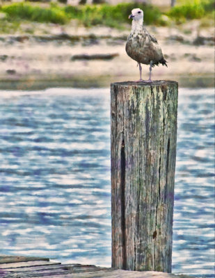Perched 2 (Monet)