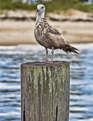Perched 3