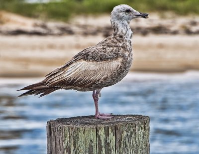 Perched