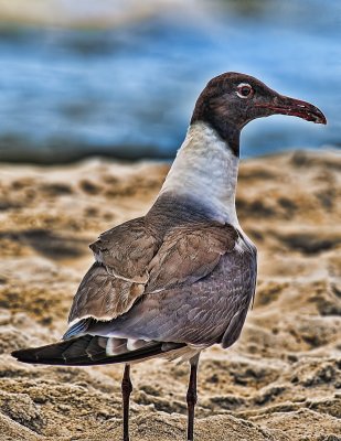That's A Seagull
