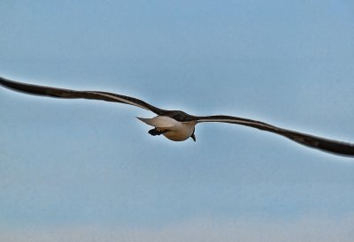 In Flight