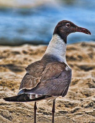 Profile Of A Seagull