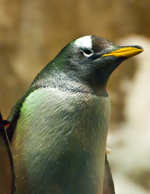 Penguin Portrait