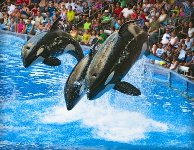 Killer Whales Coming At You