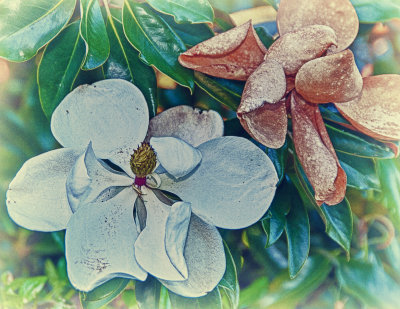 Vintage Magnolia