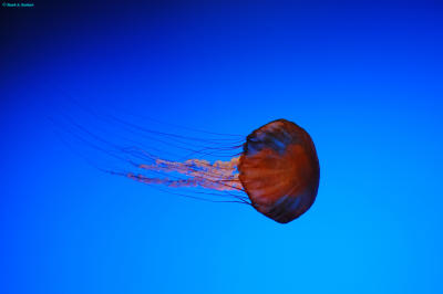 Jellyfish, Georgia Aquarium