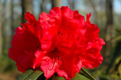 Red Azalea
