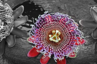 Passion Flower Ballet Photoshopped