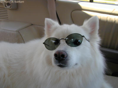 Cool Canine