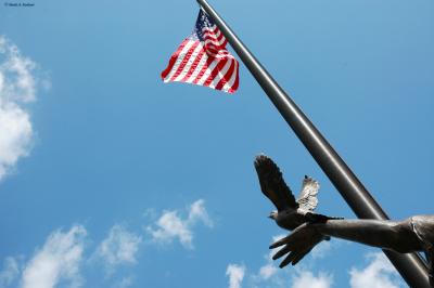 Freedom Takes Flight