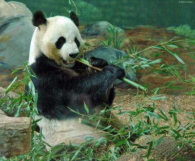 Good Bamboo
