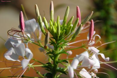 Floral Pirroute