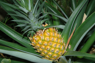 Pineapples In Georgia