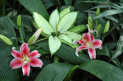 Stargazing Tropicals