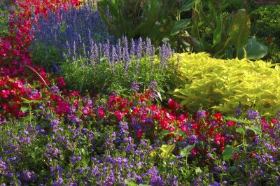 Border Flowers