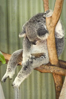 Koala_768.jpg