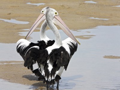 2 Pelicans.jpg
