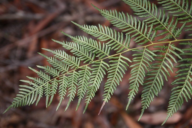 Wooglemai - Tree fern