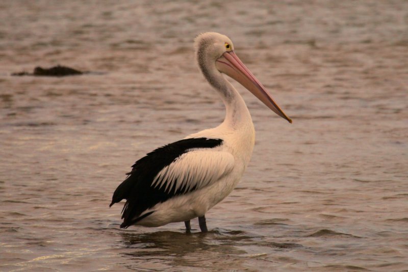 Pelican at days end