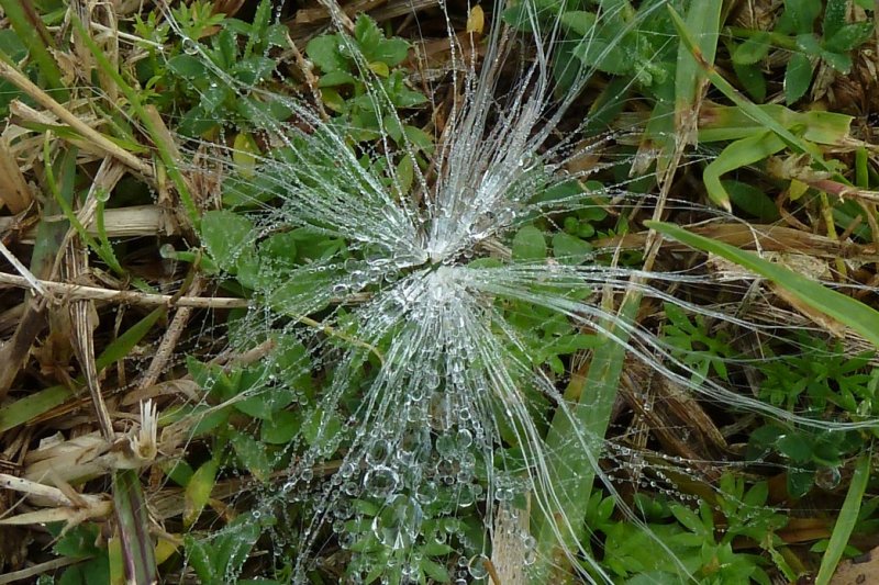 water droplets and filaments