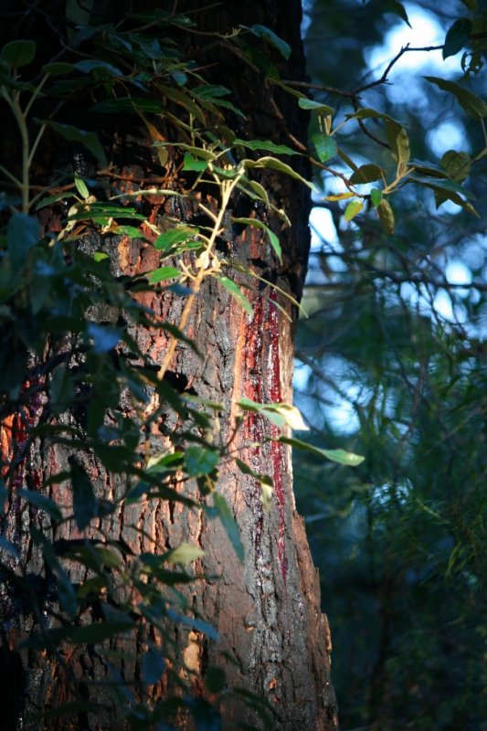 Wooglemai - Bush Fire Scar on tree