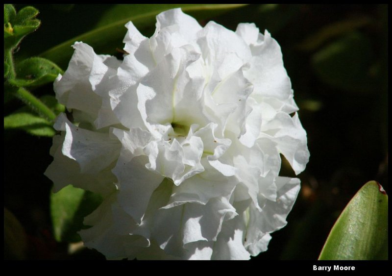 white flower IMG_4008.JPG