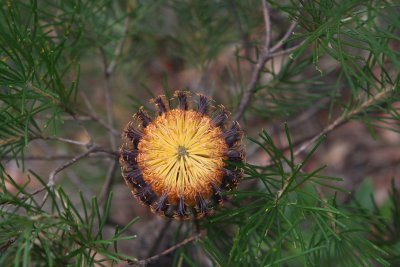 Bottle Brush flower - end on