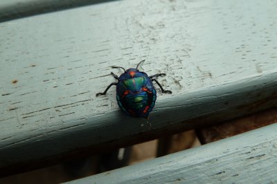 Bug - on the park bench