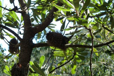 Banksia tree silouette