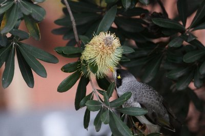 Noisy Miner