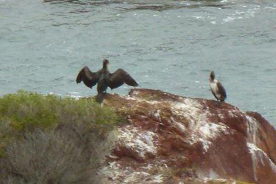 Two birds on a rock - what else could you caption!